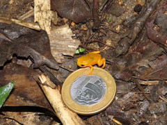 Brachycephalus ephippium