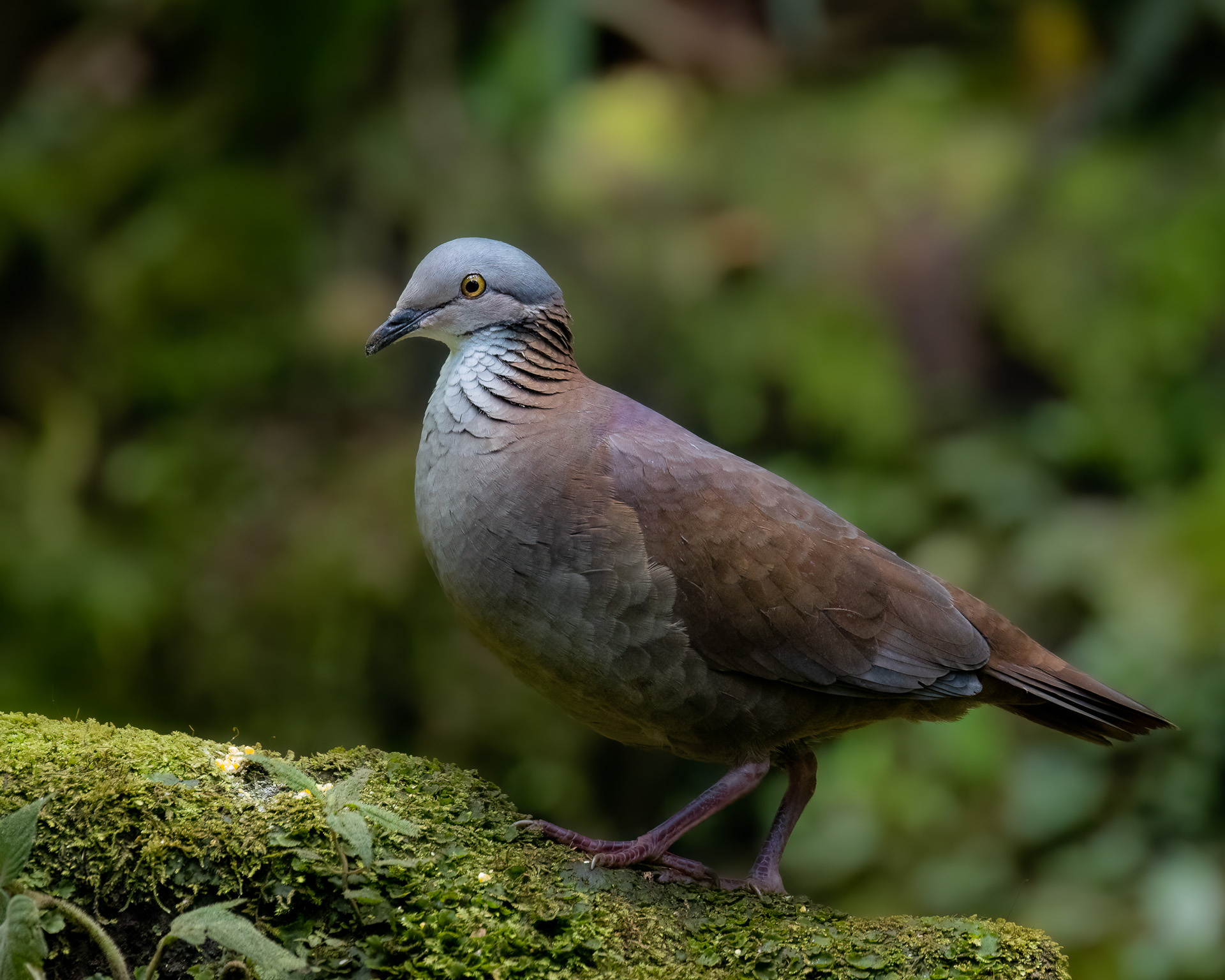 White-throated Quail-Dove (Zentrygon frenata), photo 8