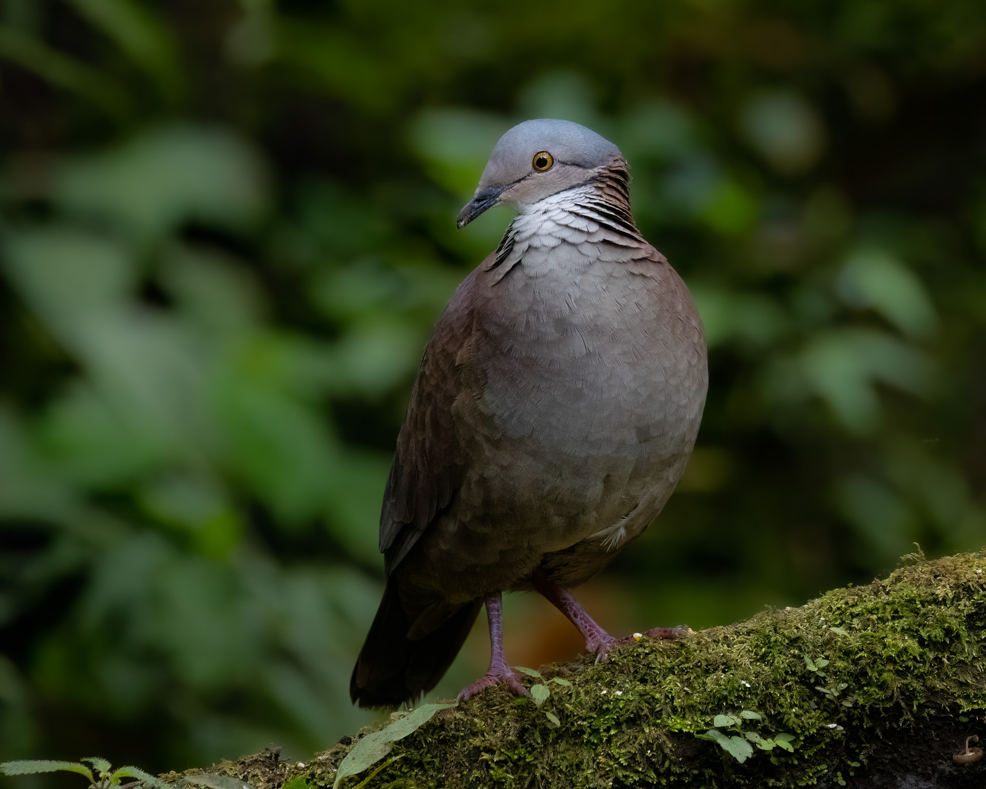 White-throated Quail-Dove (Zentrygon frenata), photo 9