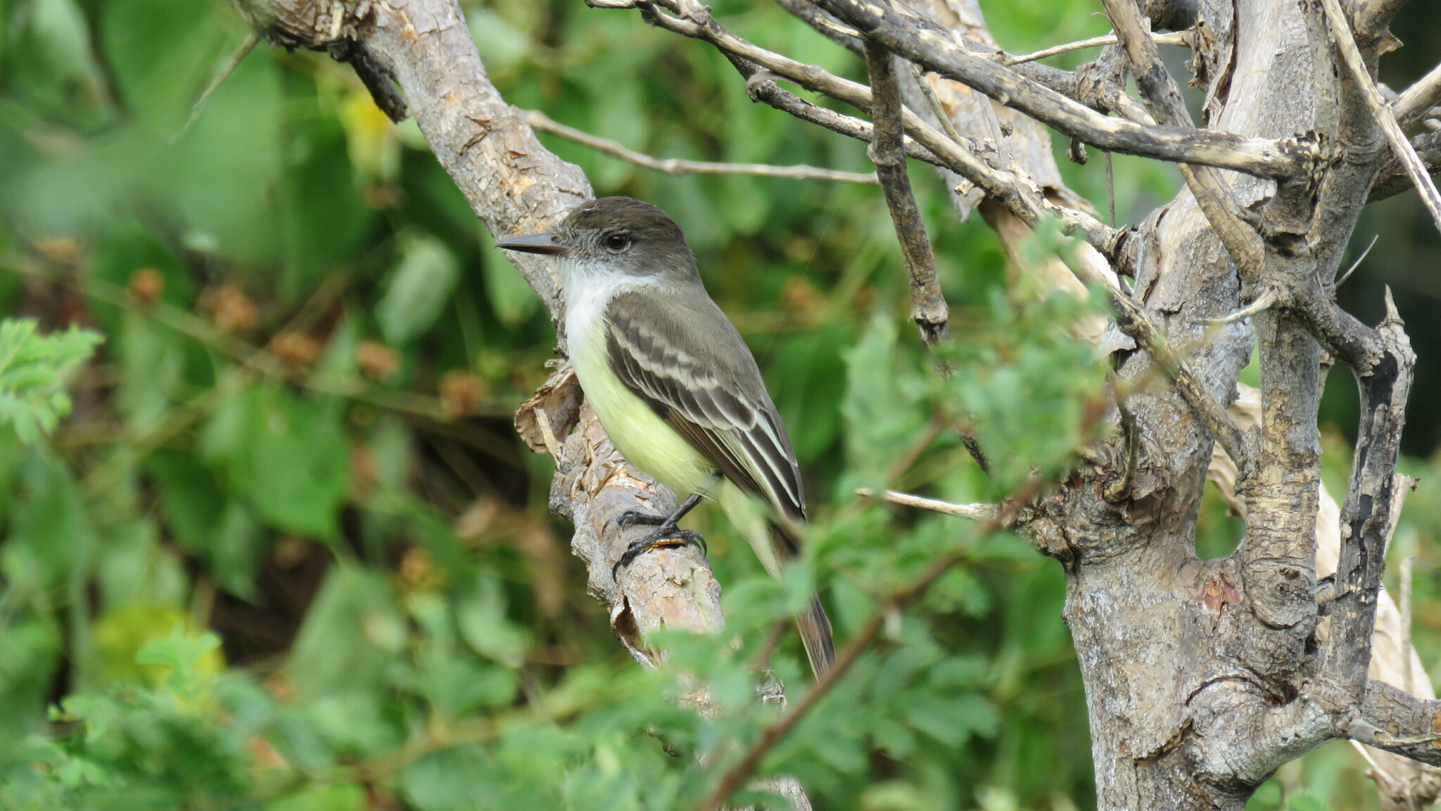 Stolid Flycatcher (Myiarchus stolidus), photo 6