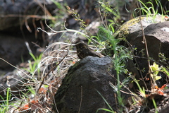 Antrostomus arizonae