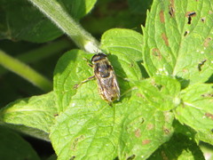 Merodon constans