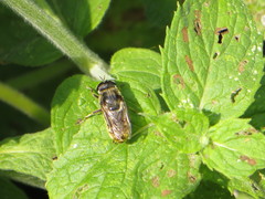 Merodon constans