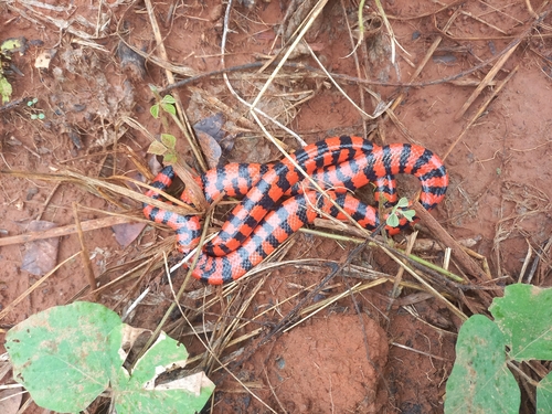 False Coral Snake