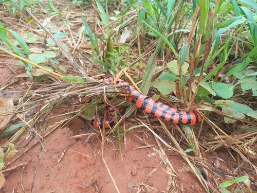 False Coral Snake