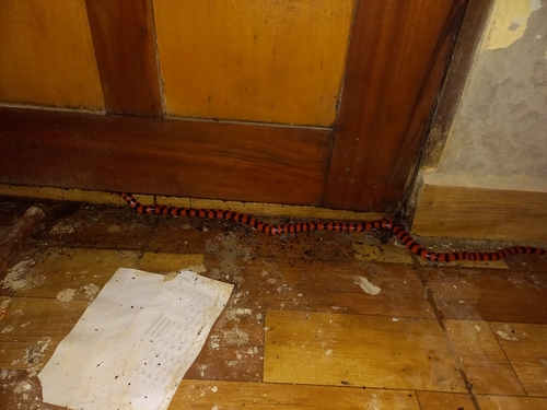 False Coral Snake