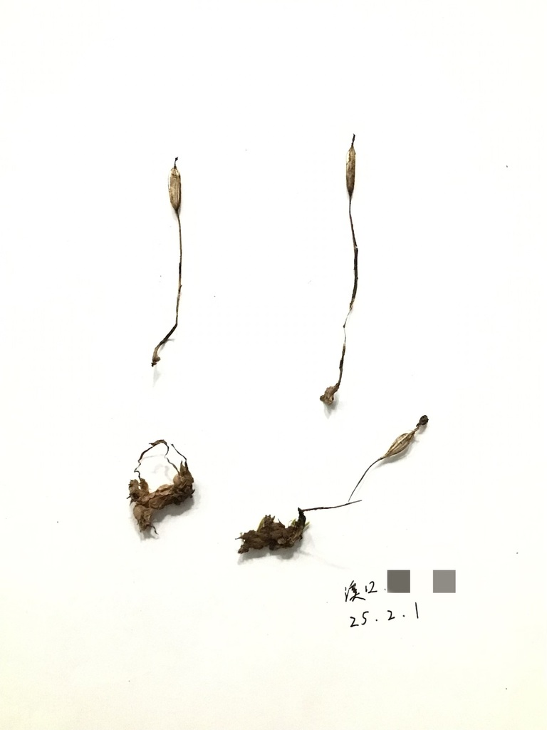 Hemipilia pinguicula