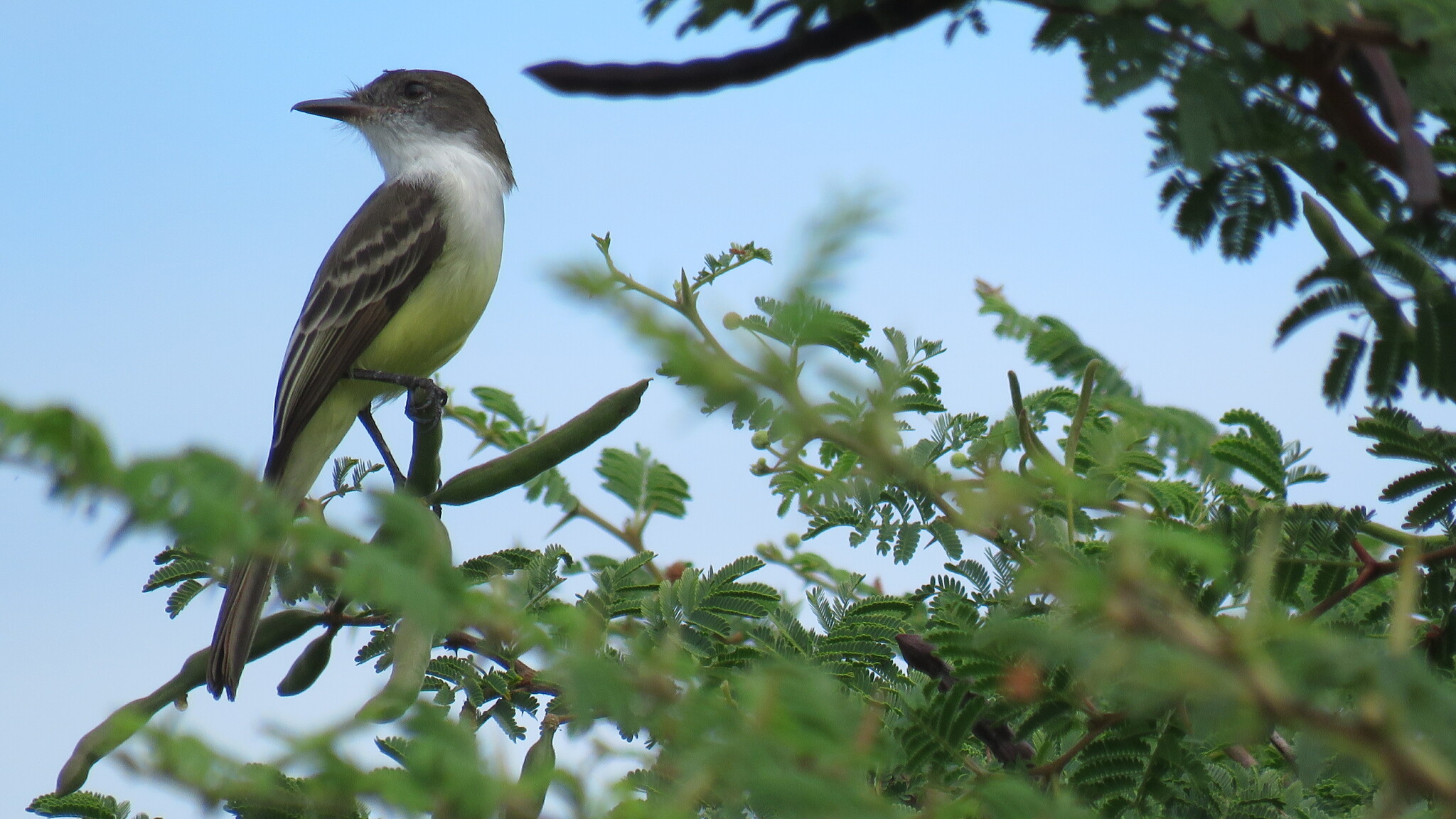 Stolid Flycatcher (Myiarchus stolidus), photo 5