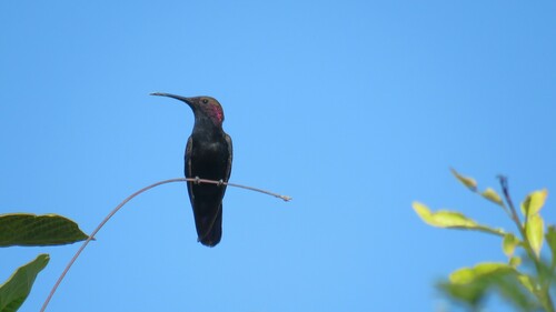 Jamaican Mango (Anthracothorax mango)