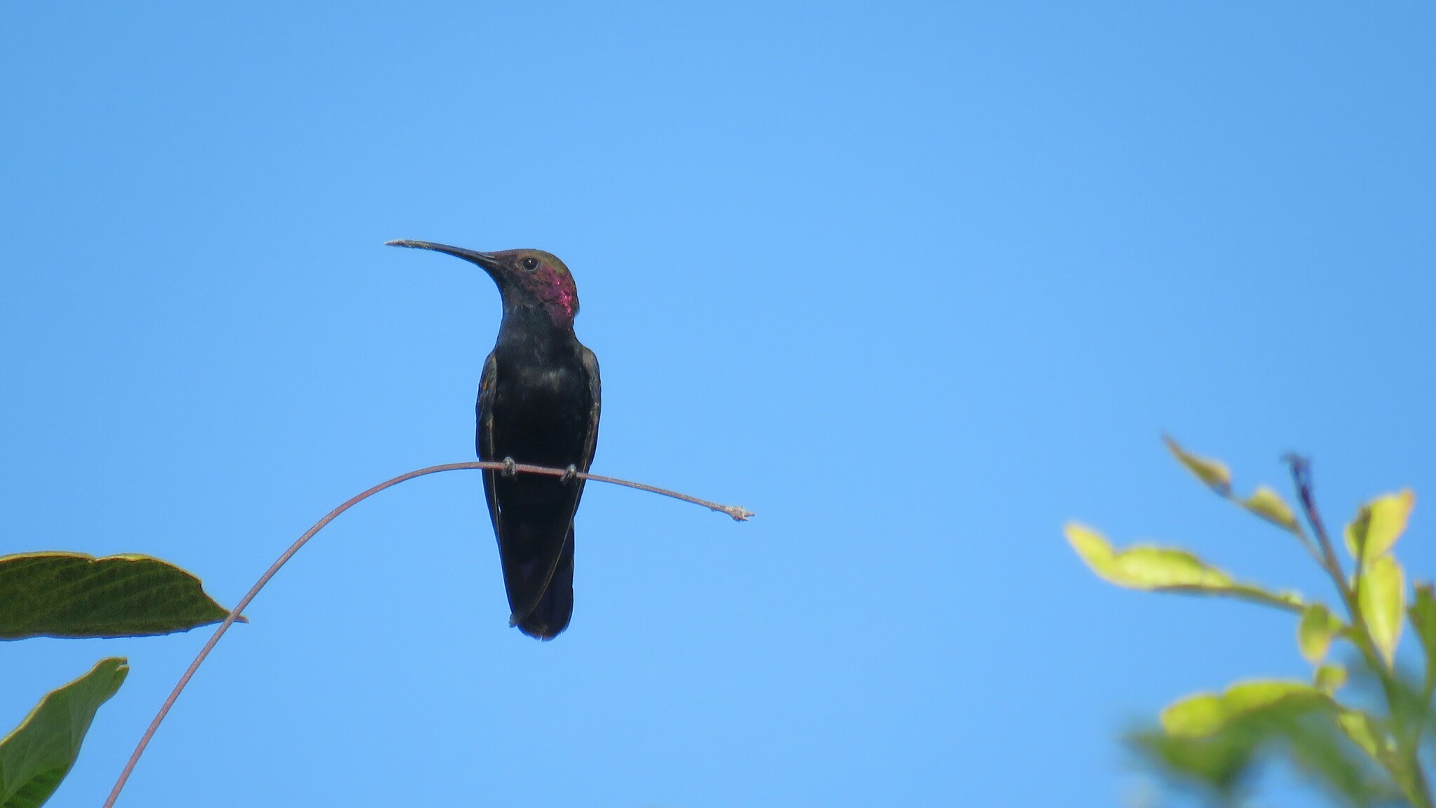 Jamaican Mango (Anthracothorax mango), photo 1