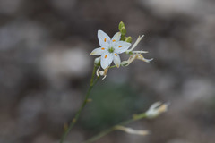 Anthericum