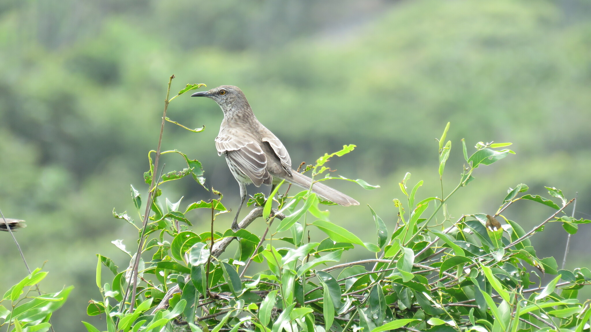 Bahama Mockingbird (Mimus gundlachii), photo 4