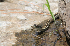 Thamnophis cyrtopsis cyrtopsis
