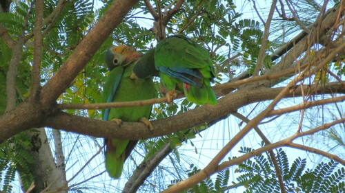 Yellow-billed Amazon (Amazona collaria)