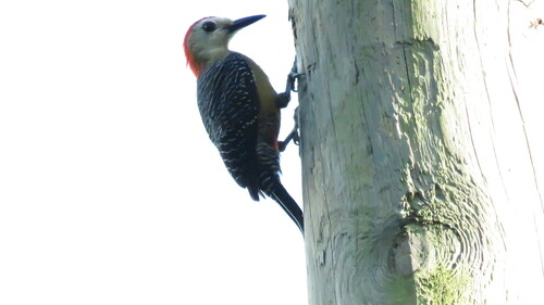Jamaican Woodpecker (Melanerpes radiolatus), photo 7