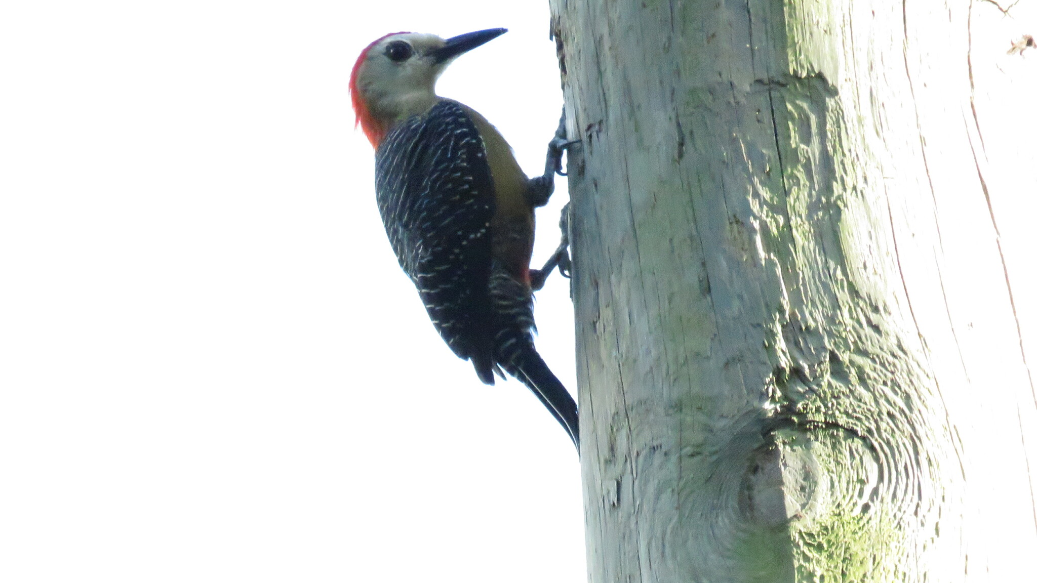 Jamaican Woodpecker (Melanerpes radiolatus), photo 1
