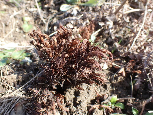 Image of Aphyllon californicum by (c) Chris Fluit, some rights reserved (CC BY)