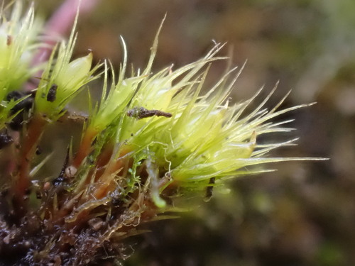Image of Pleuridium acuminatum by (c) Chris Fluit, some rights reserved (CC BY)