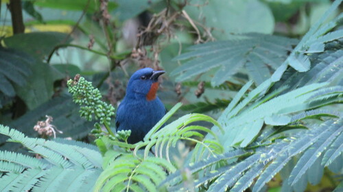 Orangequit (Euneornis campestris), photo 5