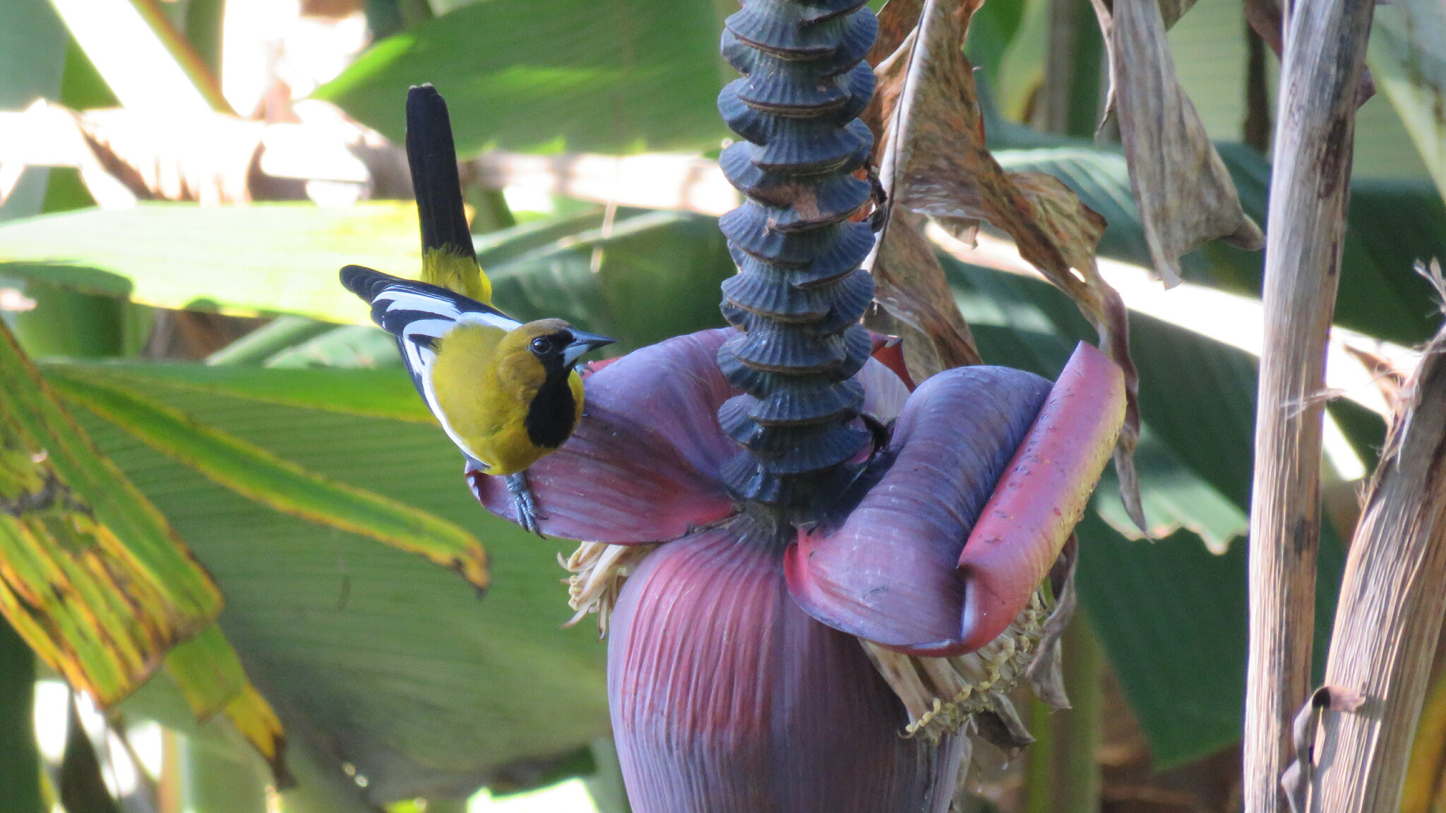 Jamaican Oriole (Icterus leucopteryx), photo 1