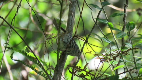 Arrowhead Warbler (Setophaga pharetra), photo 5