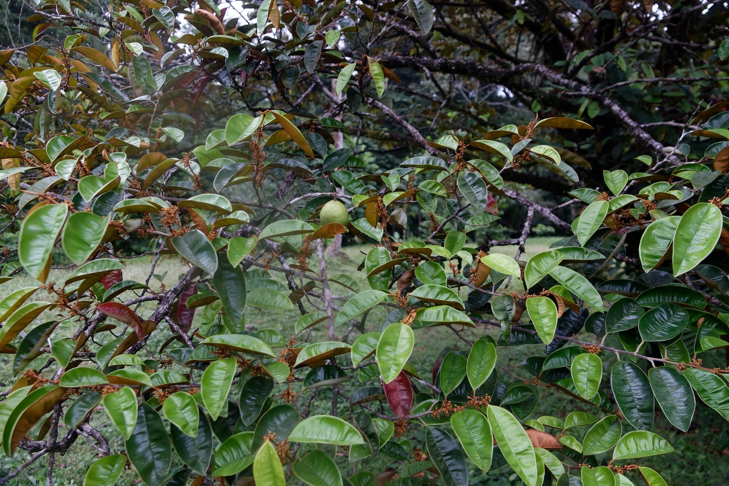 Imagem de Abiu-do-Pará