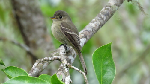Jamaican Pewee (Contopus pallidus), photo 6