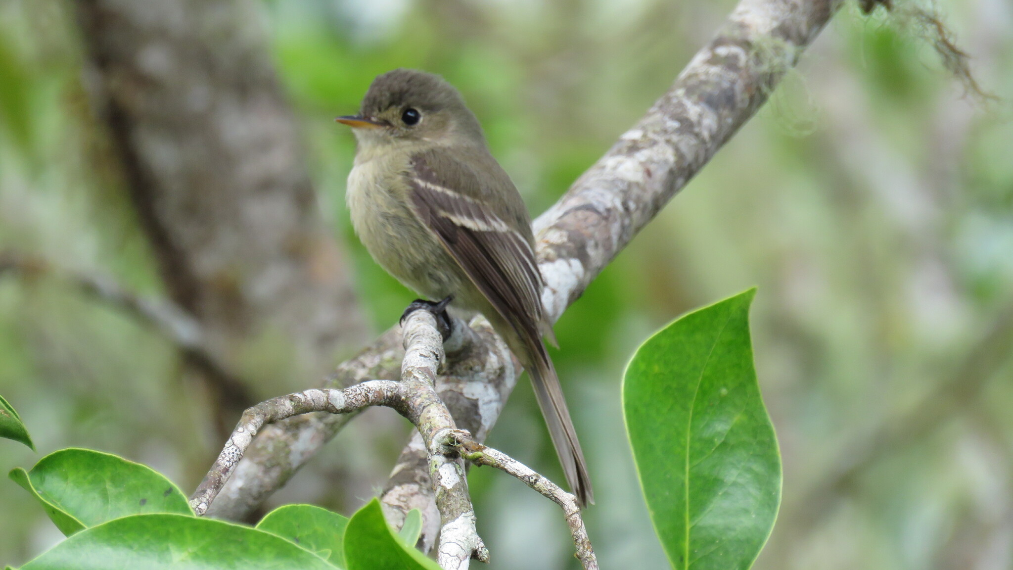 Jamaican Pewee (Contopus pallidus), photo 2