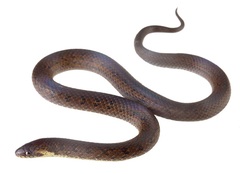 Cope's Ground Snake photo 1