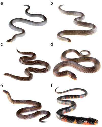 Short-nosed Ground Snake