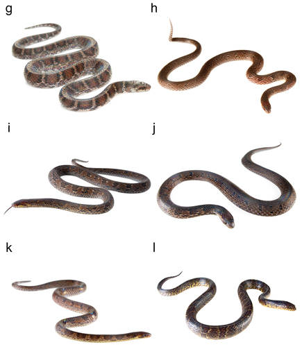 Short-nosed Ground Snake