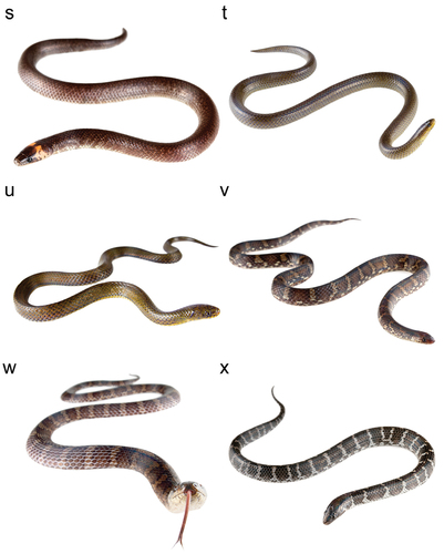 Short-nosed Ground Snake