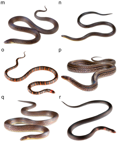 Short-nosed Ground Snake