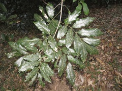 Philenoptera sutherlandii