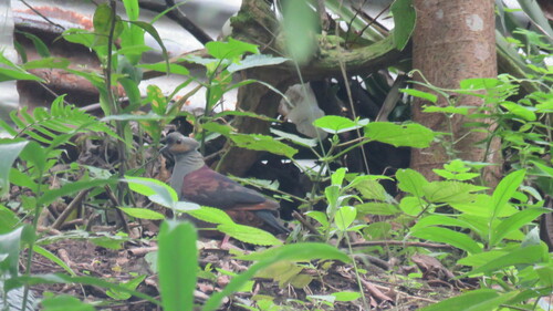 Crested Quail-Dove (Geotrygon versicolor), photo 9