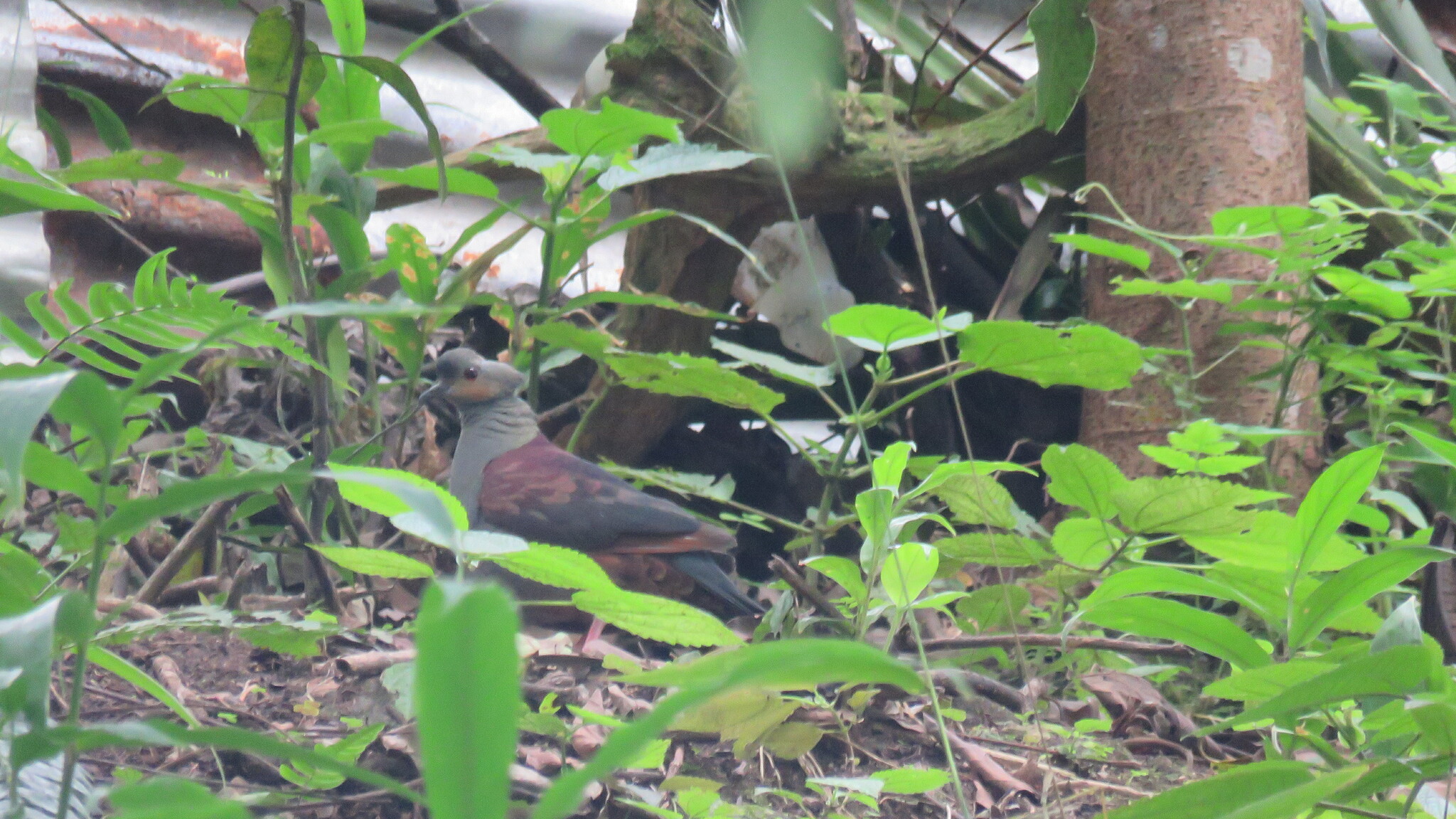 Crested Quail-Dove (Geotrygon versicolor), photo 1