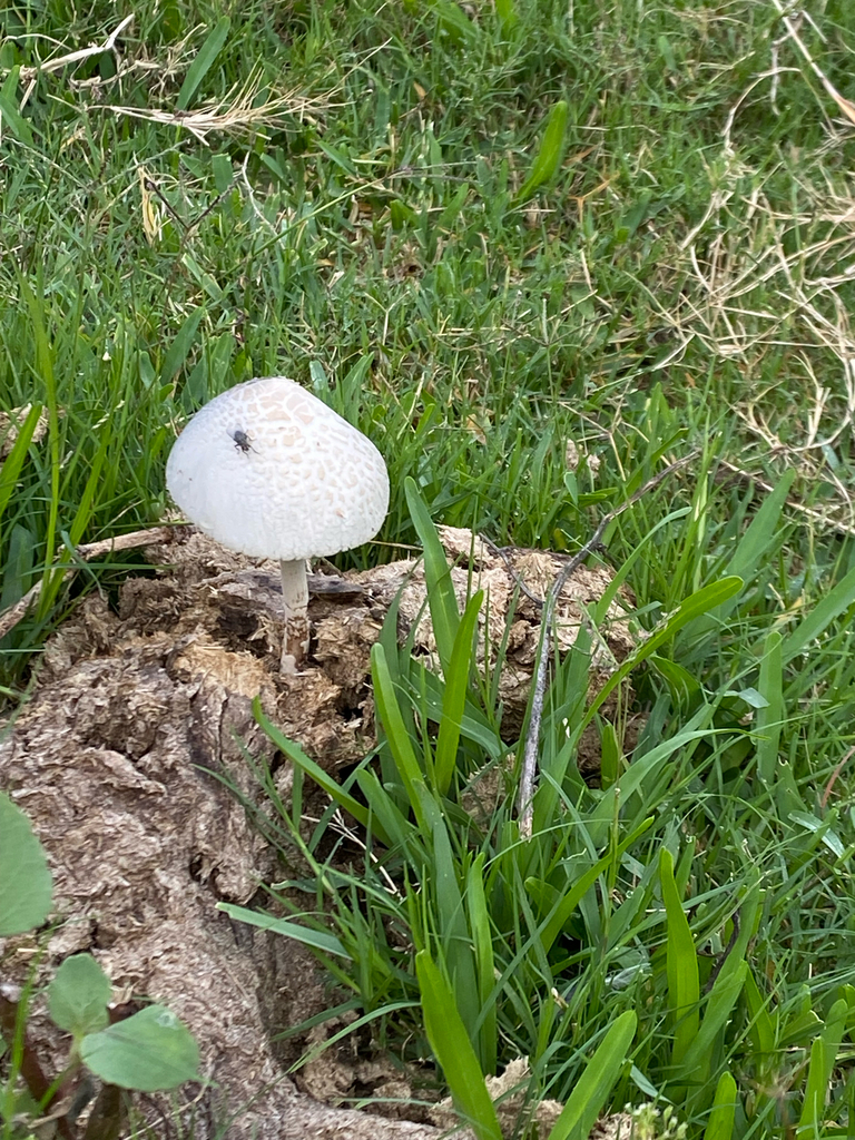Panaeolus antillarum · February 2025 · photo: © tutitah (iNaturalist, cc0)