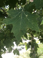 Platanus occidentalis