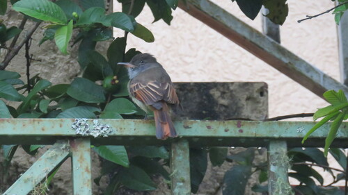 Rufous-tailed Flycatcher (Myiarchus validus)