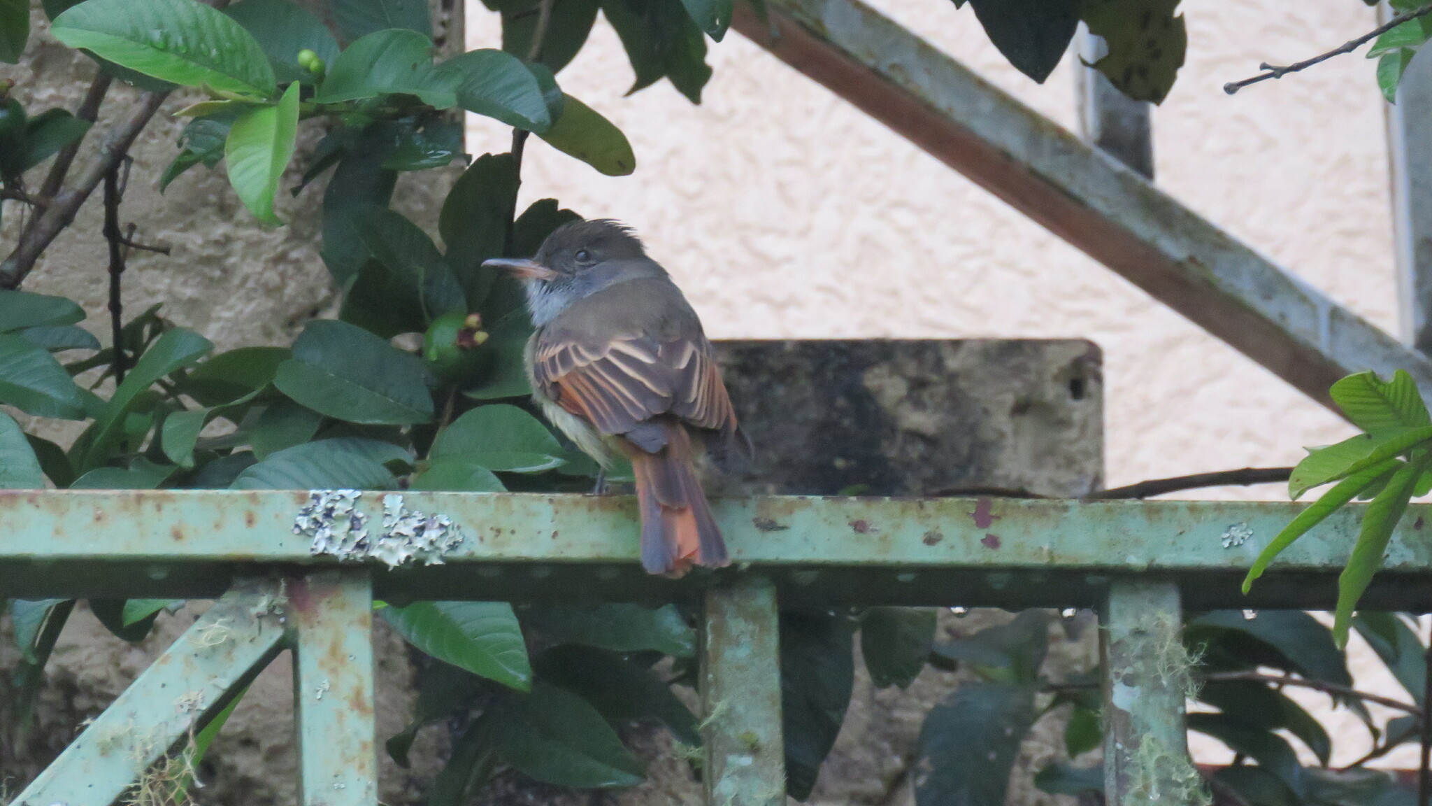 Rufous-tailed Flycatcher (Myiarchus validus), photo 1