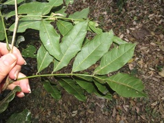 Philenoptera sutherlandii