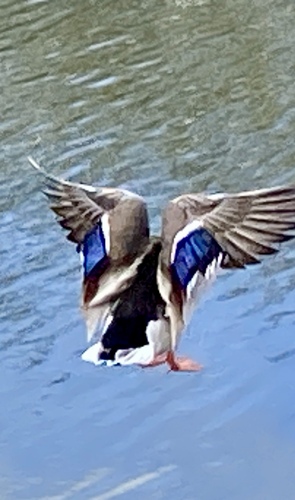iNaturalist observation photo of Mallard