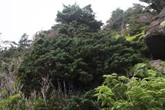 Juniperus chinensis sargentii