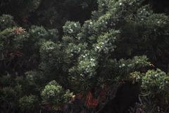 Juniperus chinensis sargentii