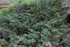 Juniperus chinensis sargentii