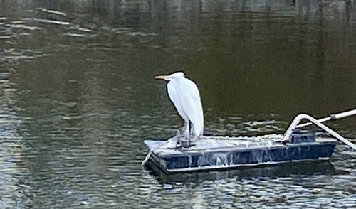 iNaturalist observation photo of Great Egret