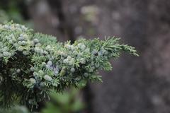 Juniperus chinensis sargentii