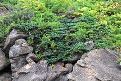 Juniperus chinensis sargentii