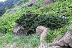 Juniperus chinensis sargentii