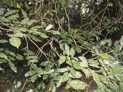 Philenoptera sutherlandii